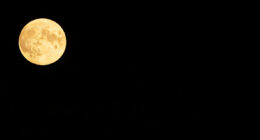 1 Best Gazebos in 2026