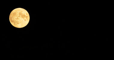 1 Best Gazebos in 2026