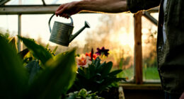 6 Best Greenhouses in 2026