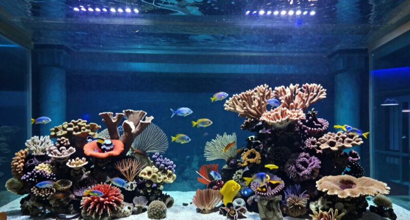 designing big aquarium setups