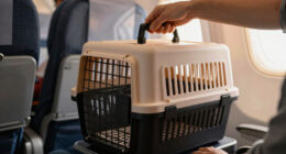 11 Best Airline Approved Pet Carriers in 2026