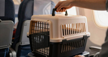 11 Best Airline Approved Pet Carriers in 2026