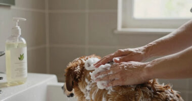 15 Best Pet Shampoos in 2026